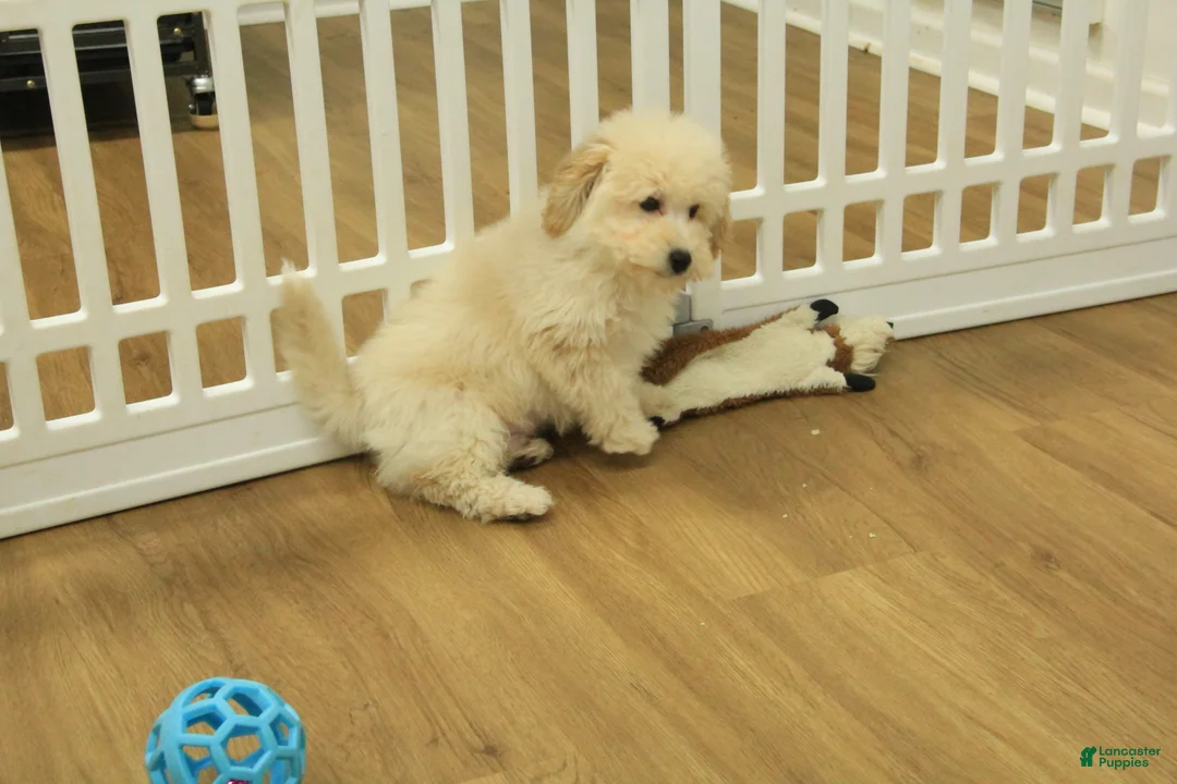 Bichpoo dogs for sale: River - Ad 4