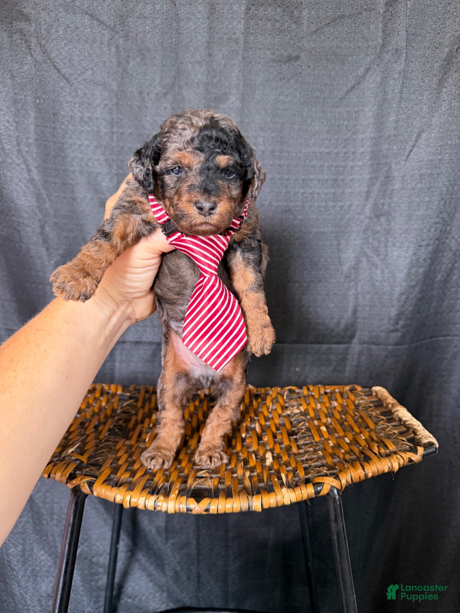 Miniature Poodle dogs Akc Clear genetics Blue Merle Phantom Boy 💙 - Ad 17