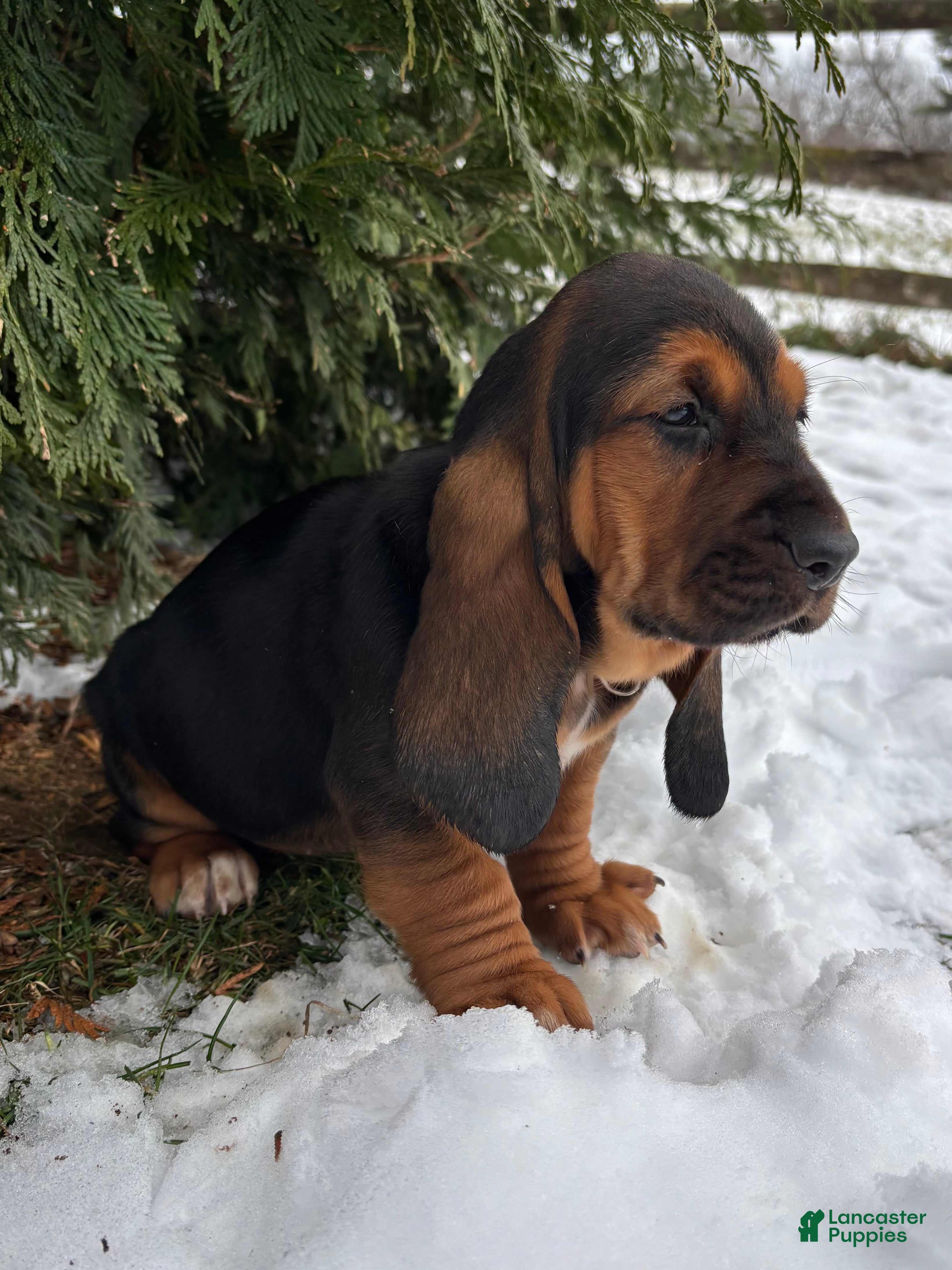 Basset Hound dogs Jovie - Ad 23