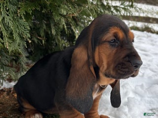 Basset Hound dogs Jovie - Ad 27