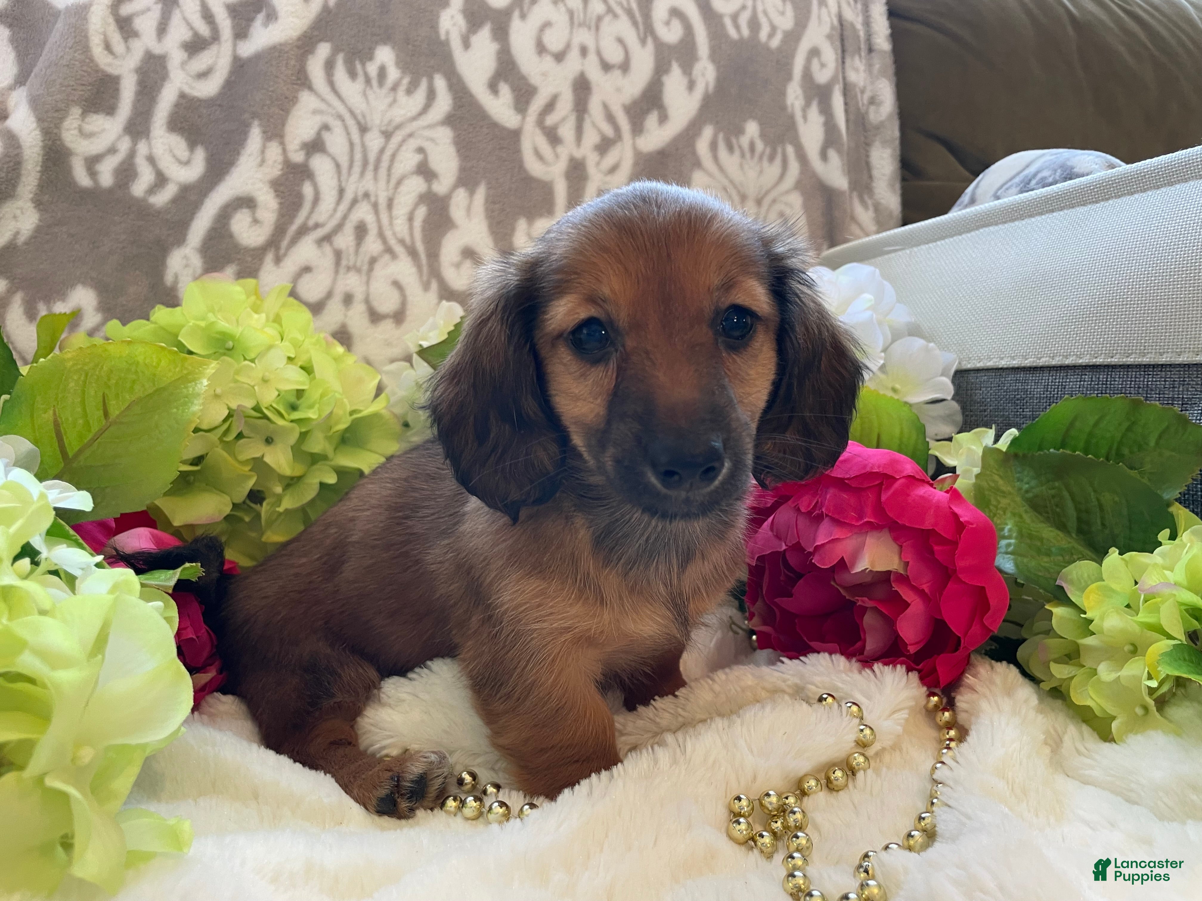Miniature Dachshund dogs Tulip - Ad 2