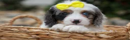 Cavapoo dogs for sale:  Preston🐶  - Ad 8
