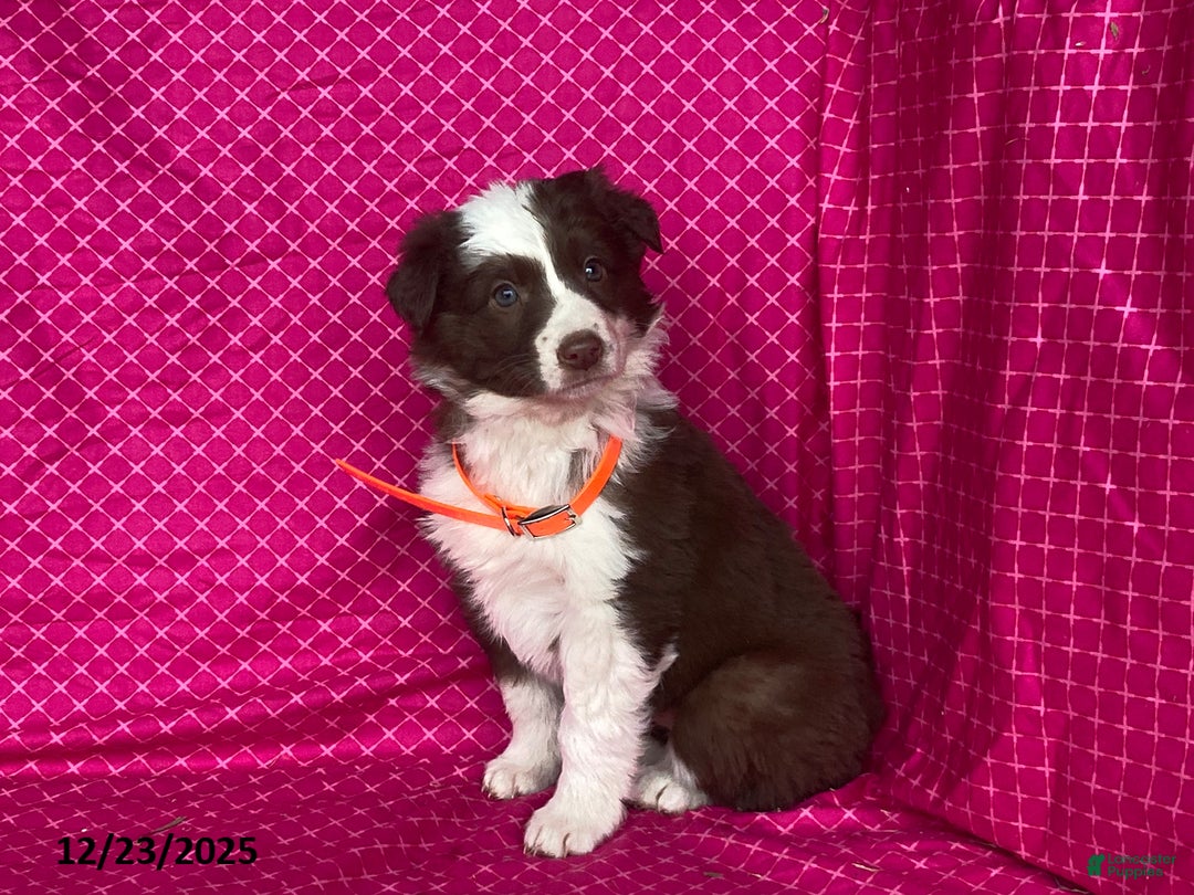 Mixed Breed dogs for sale: Ginger - Ad 1