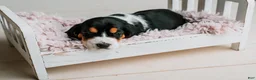 Basset Hound dogs for sale: Daisy  - Ad 4