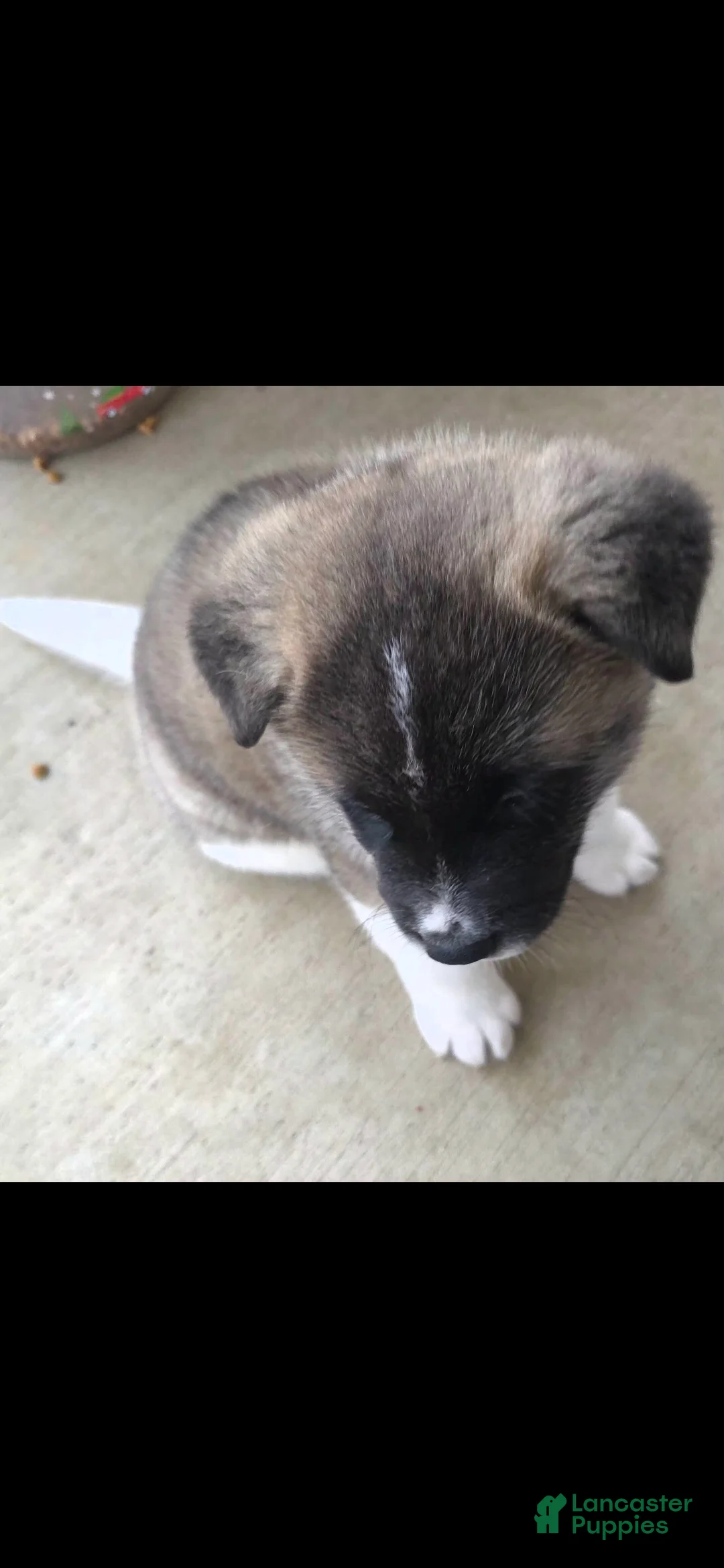Akita dogs for sale: AKC Chance - Ad 16
