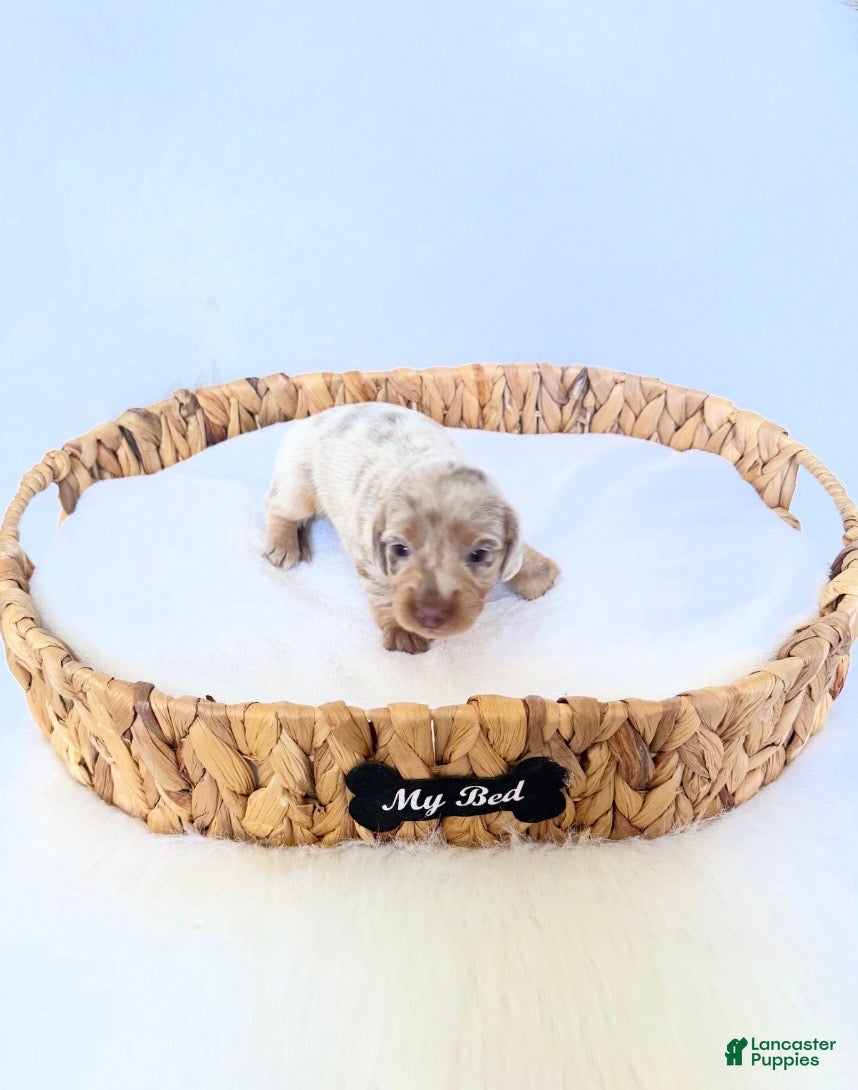 Miniature Dachshund dogs Pearl - Ad 20