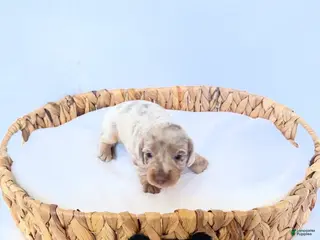 Miniature Dachshund dogs Pearl - Ad 20