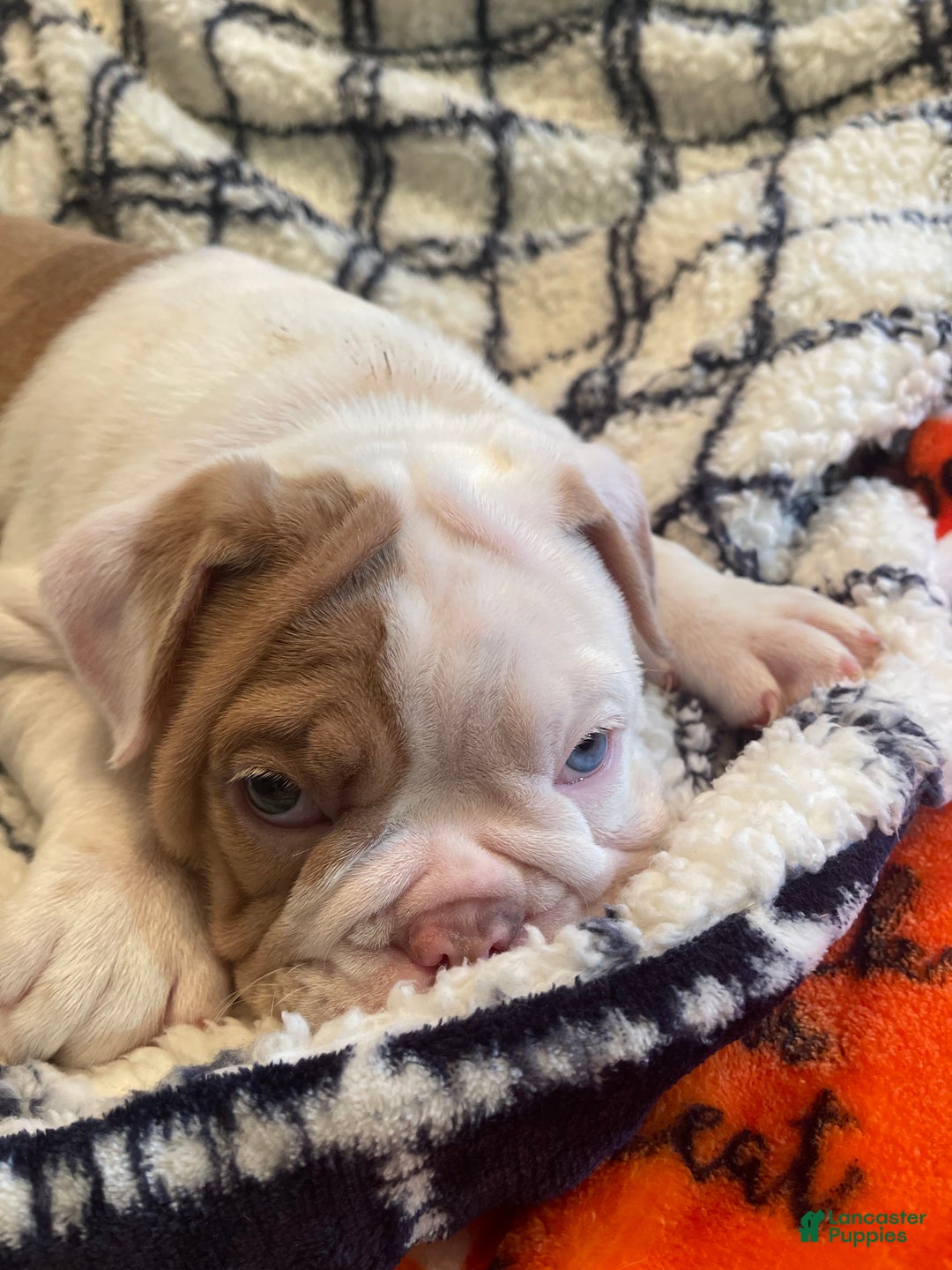 English Bulldog dogs for sale: English Bulldog Puppy 5 - Ad 40