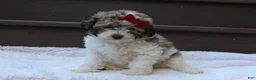 Miniature Poodle dogs for sale: Daisy - Ad 3