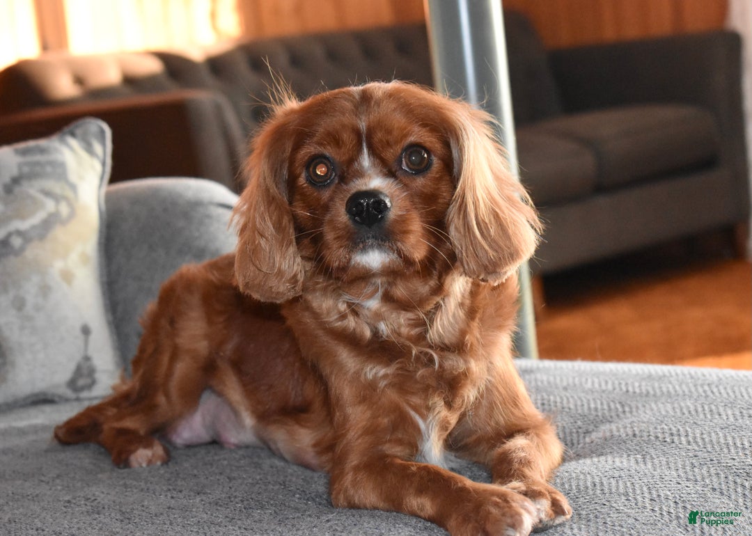 Cavalier King Charles Spaniel dogs for sale: Oona - Ad 11