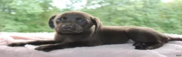 Labrador Retriever dogs for sale: Molly  - Ad 7