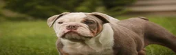 English Bulldog dogs for sale: Neal English Bulldog Puppy  - Ad 6
