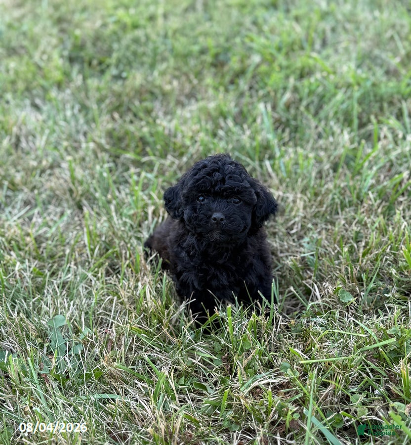 Mixed Breed dogs Sadie - Ad 1