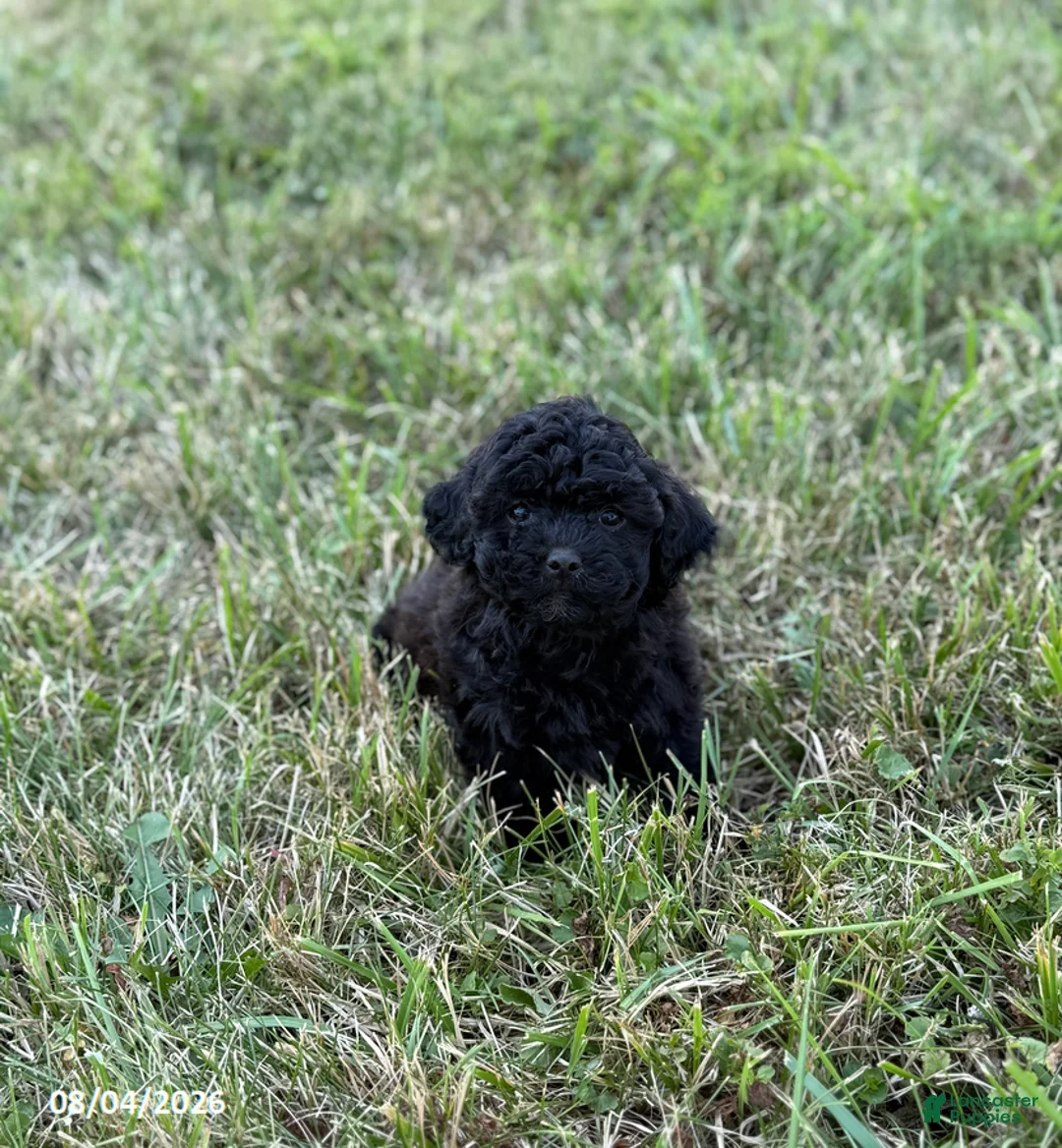 Mixed Breed dogs for sale: Sadie - Ad 1