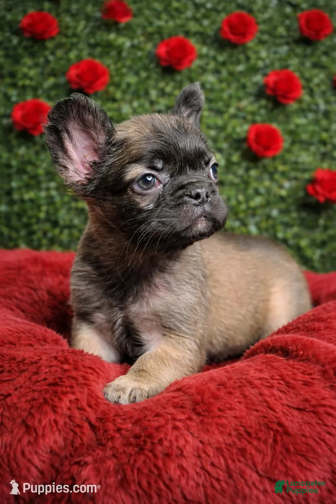 French Bulldog dogs for sale: Female Fluffy 2 - Ad 3
