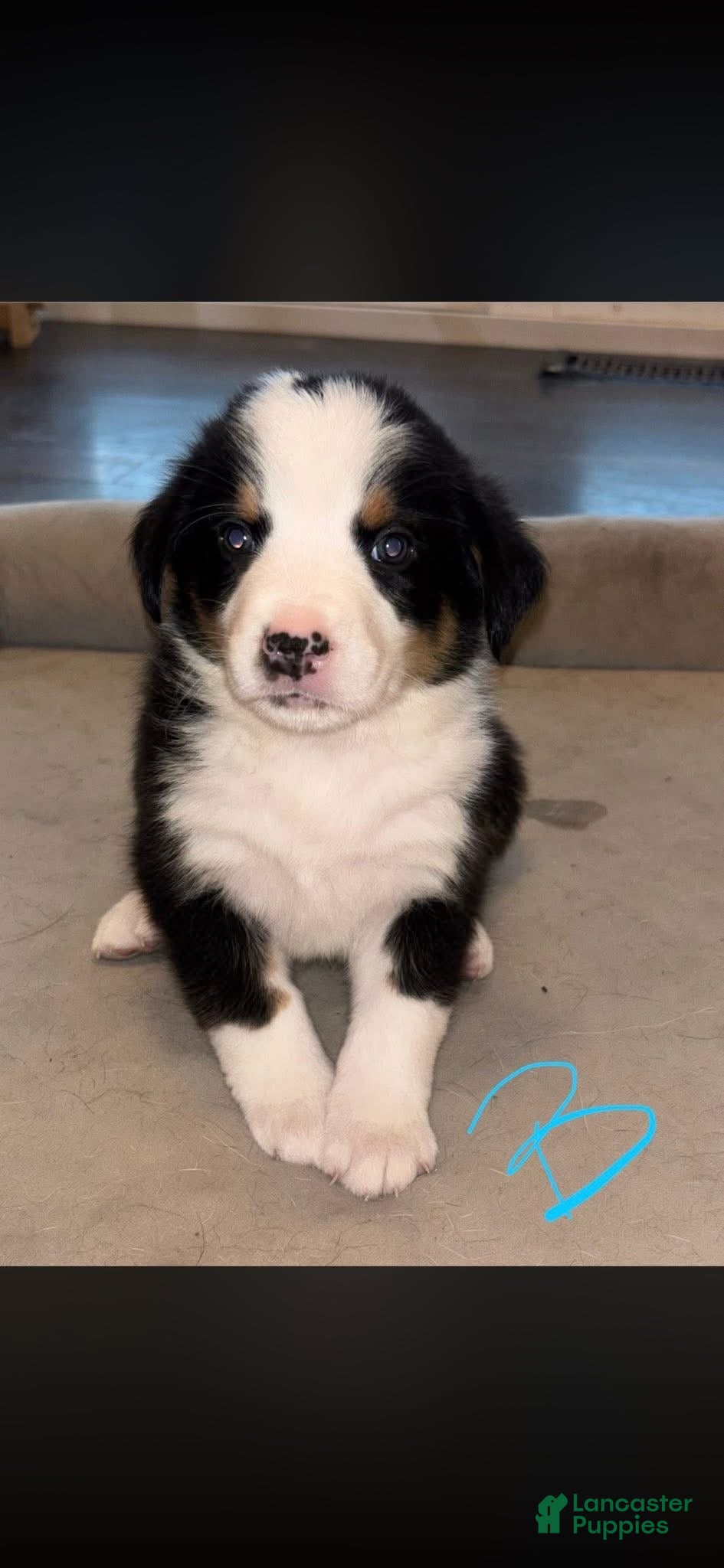 Mixed Breed dogs for sale: Mixed Breed Puppy 3 - Ad 2