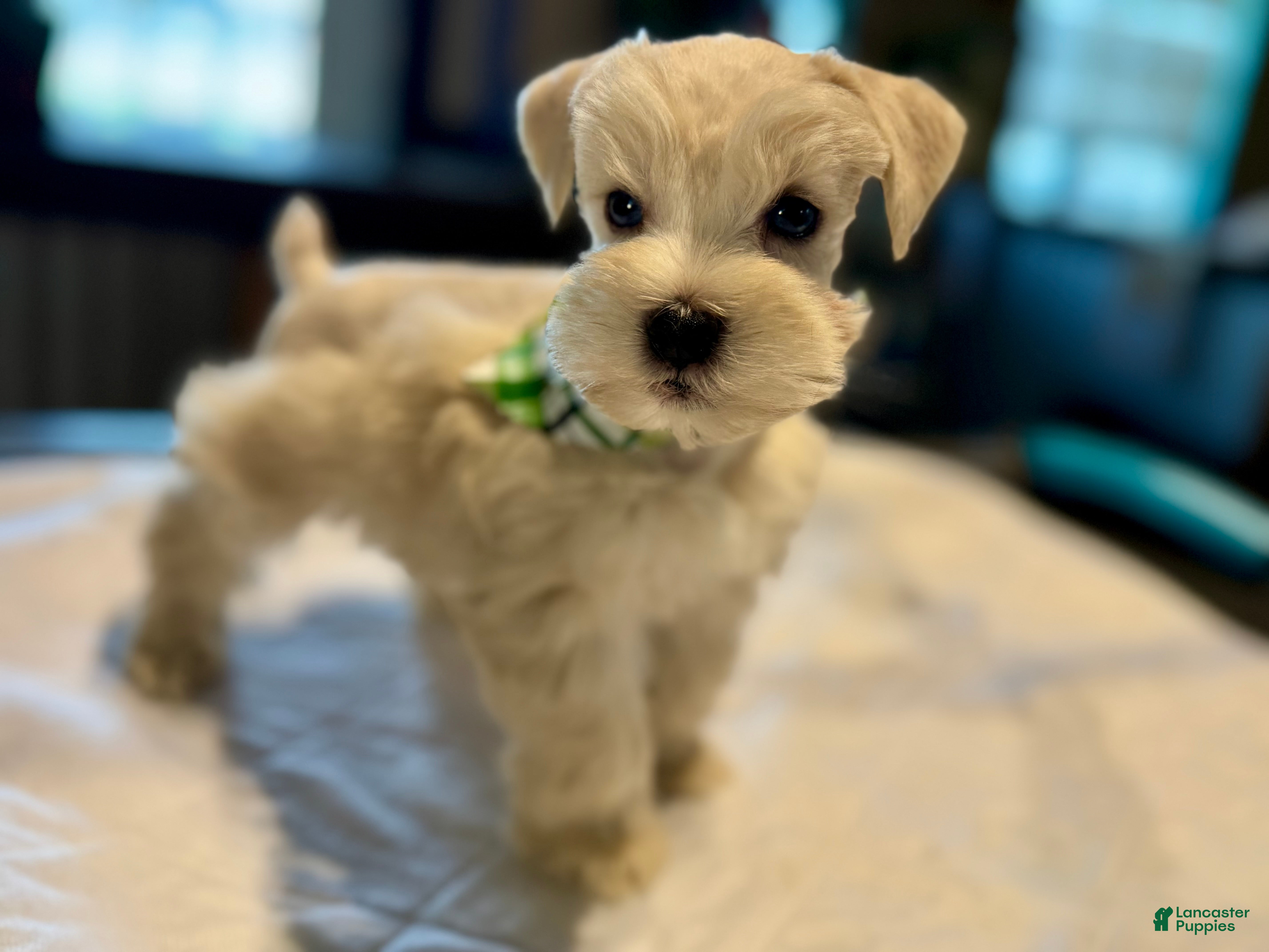 Miniature Schnauzer dogs Mr Sleet - Ad 1