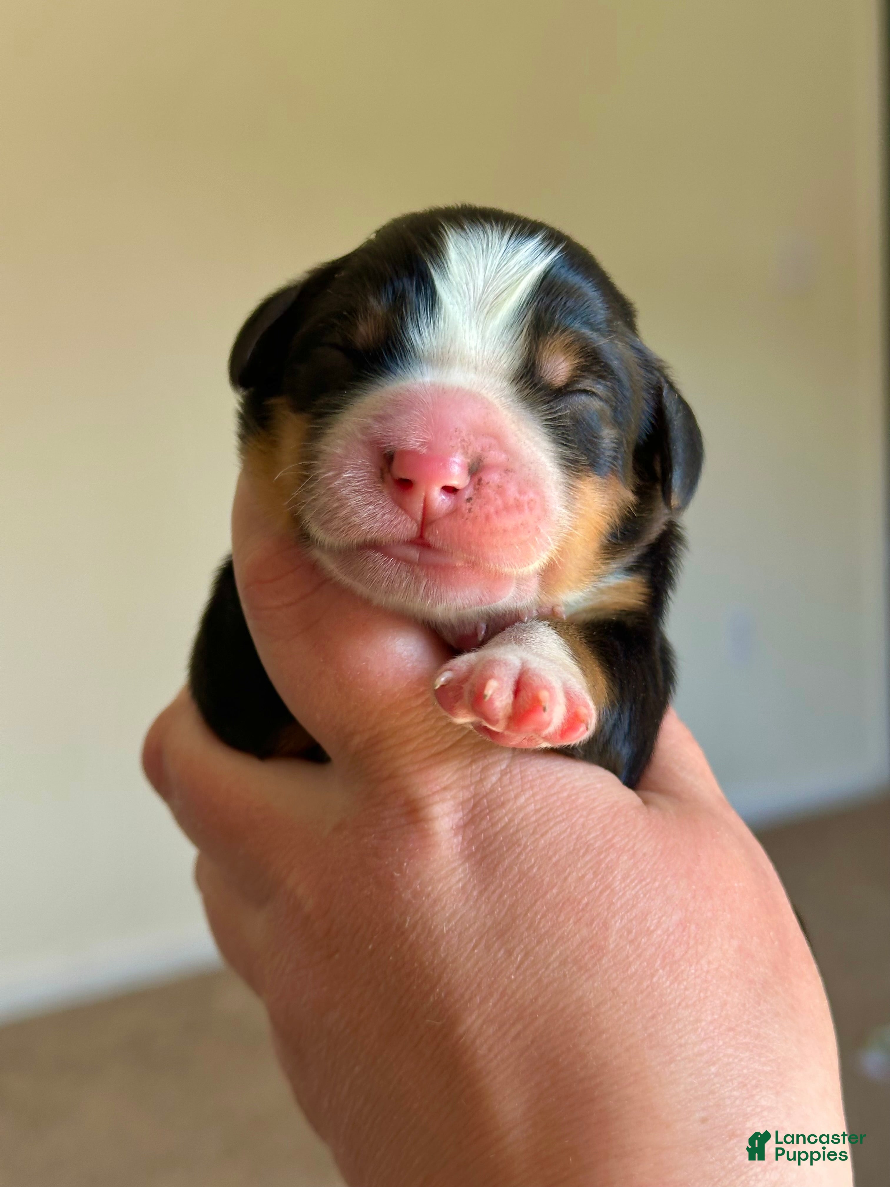 Bernese Mountain Dog dogs Berner bunch - Ad 1