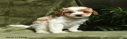 Miniature Poodle dogs for sale: Betrice - Ad 4