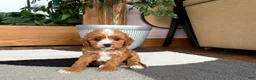 Cavapoo dogs for sale: Cavapoo female pup 2 - Ad 6