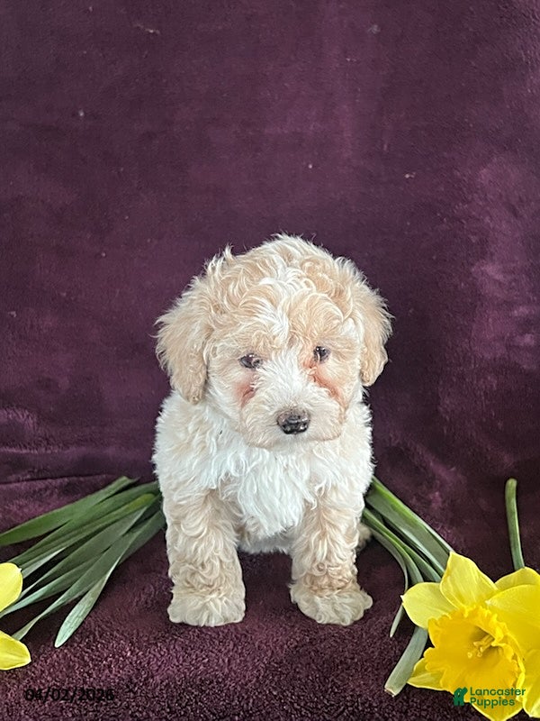 Miniature Poodle dogs Buddy - Ad 2