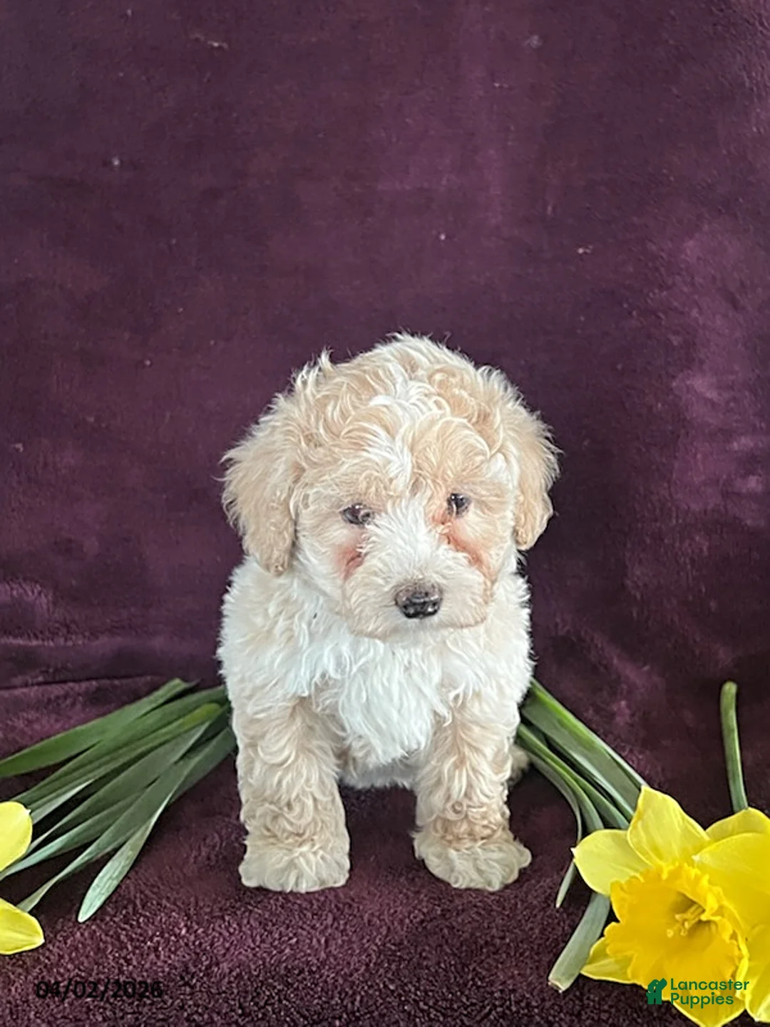 Miniature Poodle dogs for sale: Buddy - Ad 2