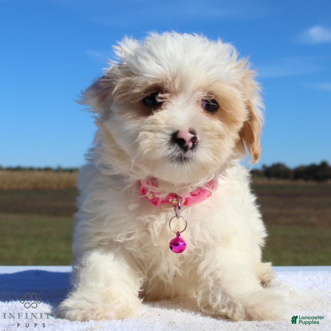 Maltipoo dogs for sale: Delilah - Ad 10