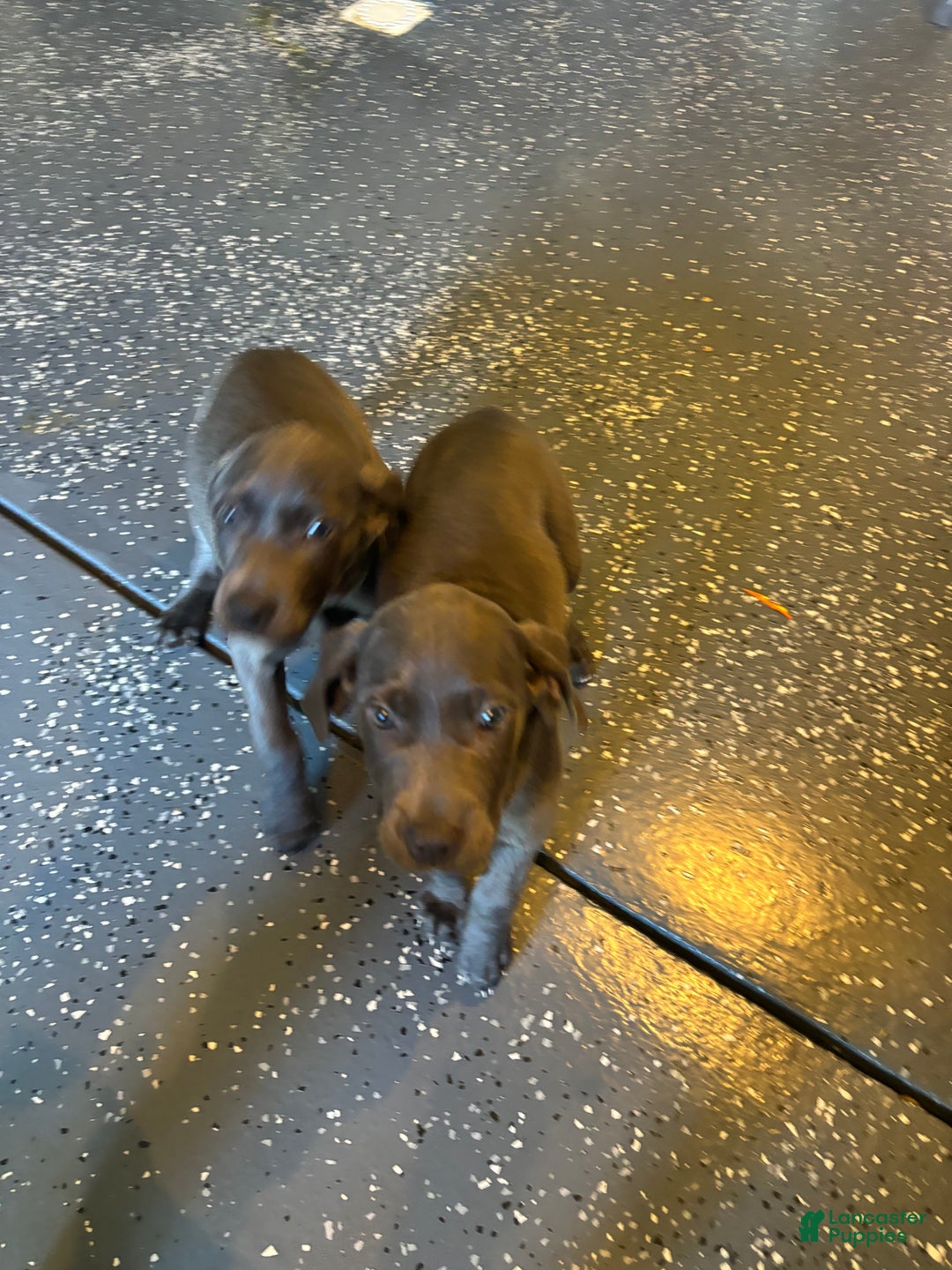 Weimaraner dogs for sale: Blue - Ad 5
