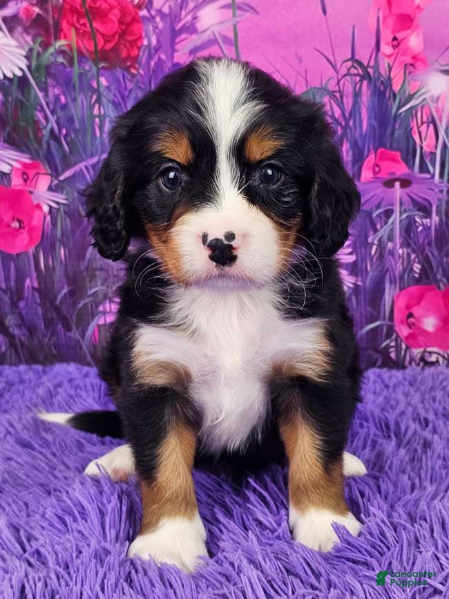 Miniature Bernese Mountain Dog dogs Rusty - Ad 1