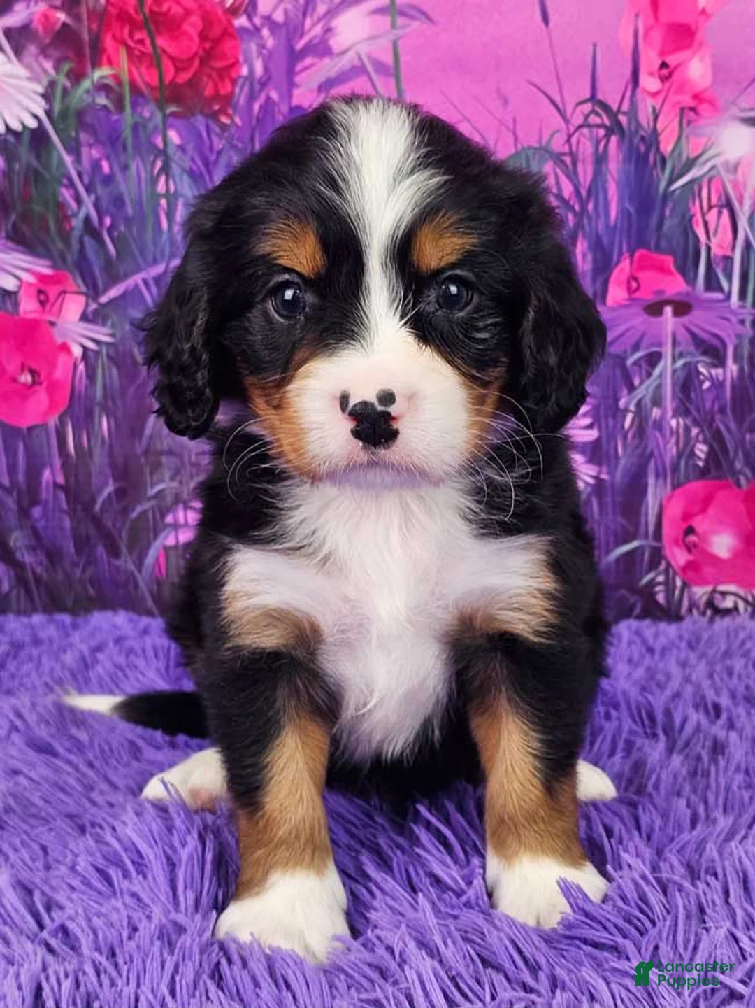 Miniature Bernese Mountain Dog dogs for sale: Rusty - Ad 1