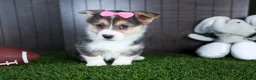 Welsh Corgi Pembroke dogs for sale: Razzle - Ad 3