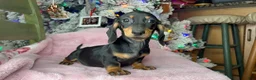 Miniature Dachshund dogs for sale:  Puppy 3 - Ad 4