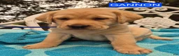 Labrador Retriever dogs for sale: Foxy - Ad 17