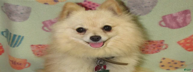 Freya Cupcake