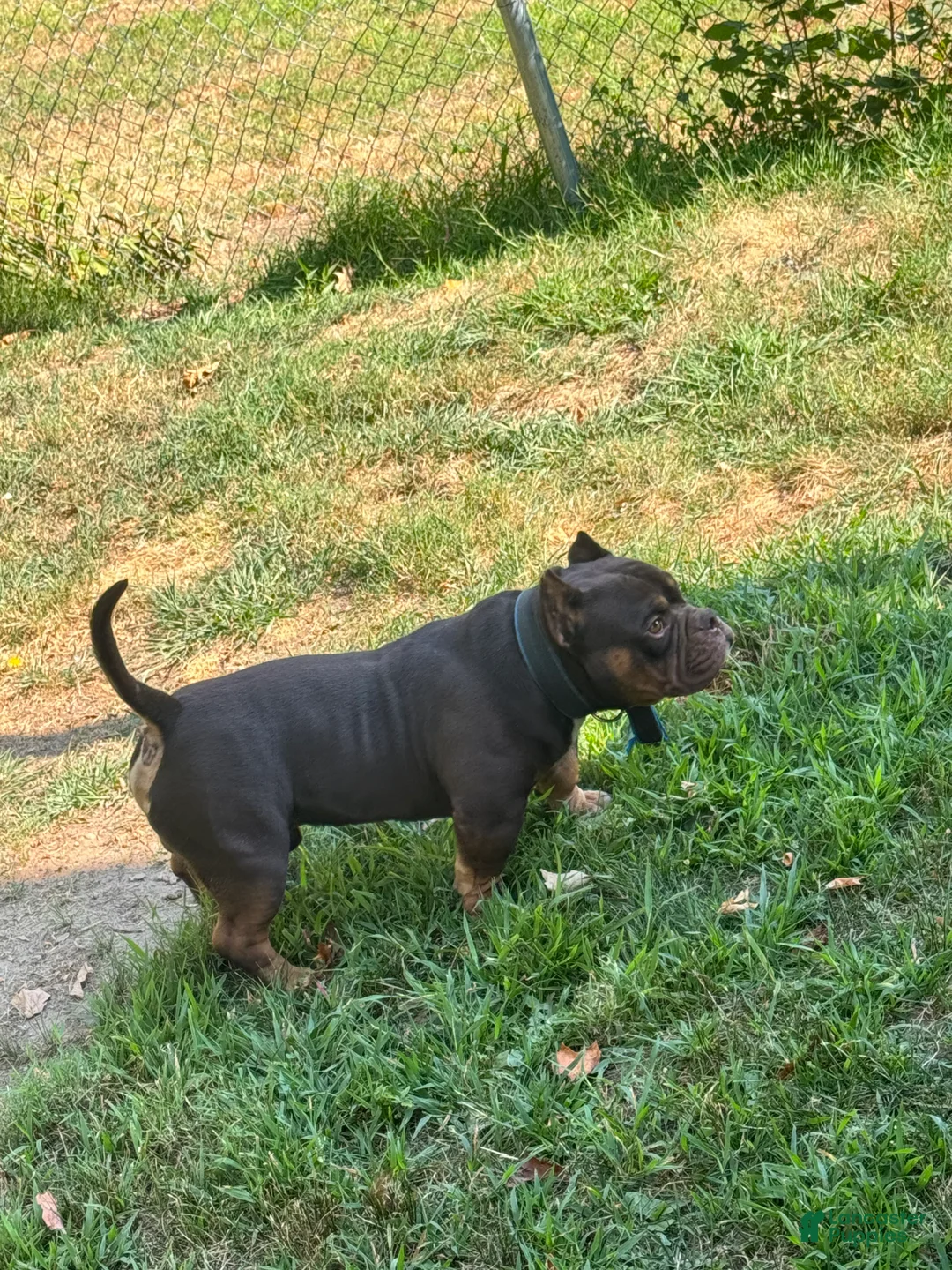American Bully dogs for sale: American Bully Puppy 1 - Ad 8