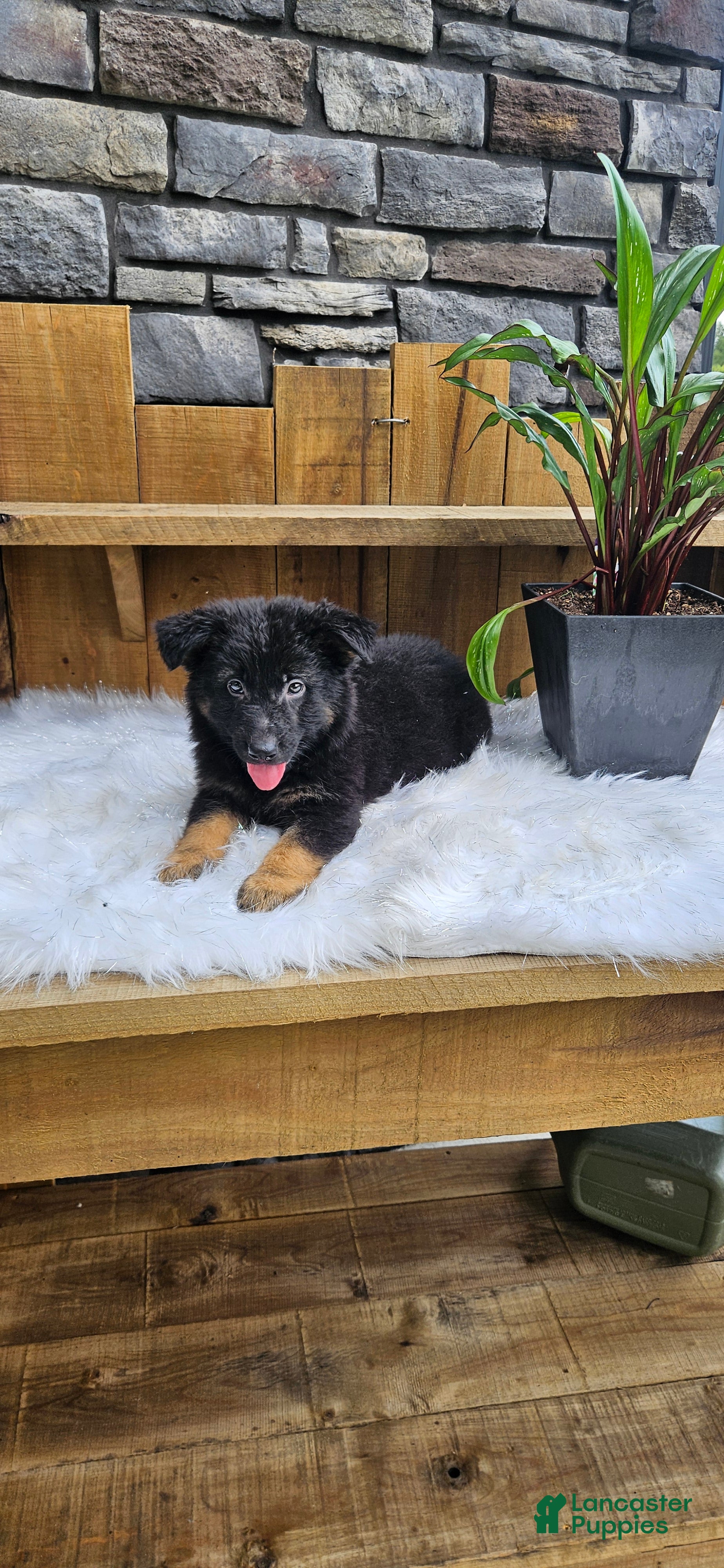 German Shepherd dogs German Shepherd 1 - Ad 1