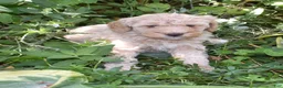 Standard Poodle dogs for sale: Standard Poodle 7 Apricot - Ad 6
