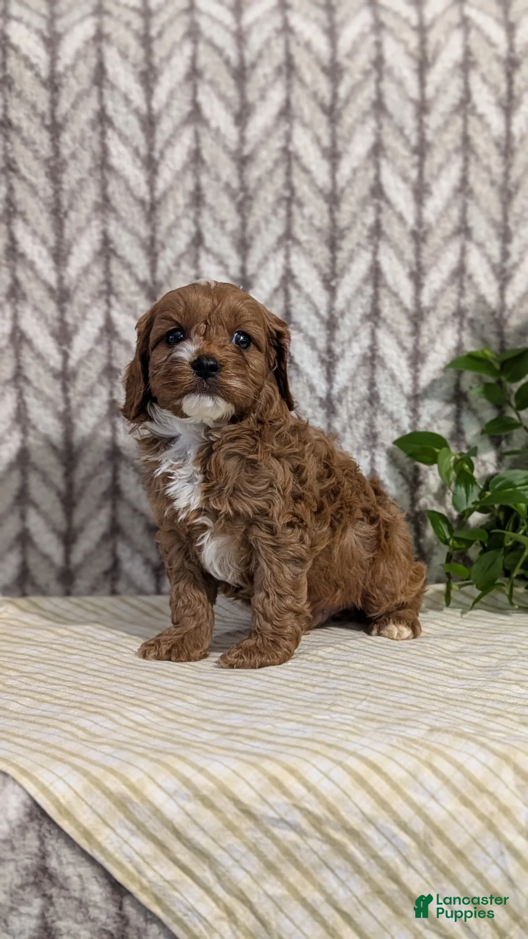 Cavapoo dogs for sale: Cody - Ad 4