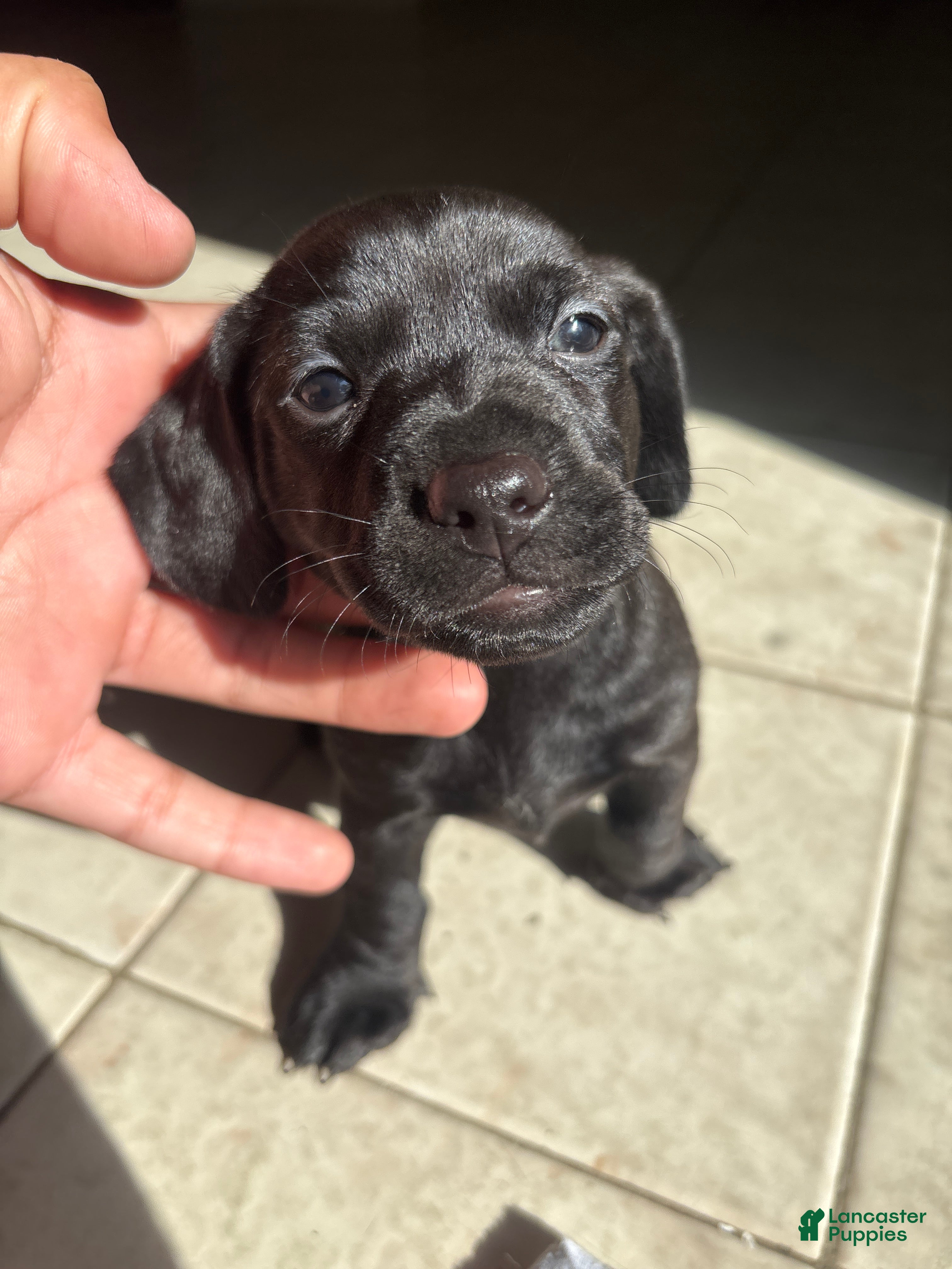 Dachshund dogs Dachshund Puppy 2 - Ad 27