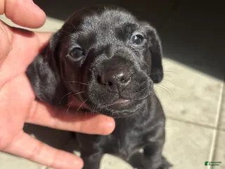 Dachshund dogs Dachshund Puppy 2 - Ad 27