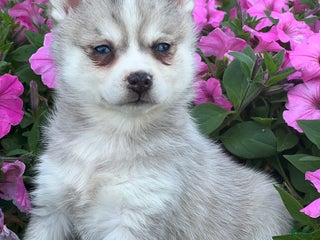 Mixed Breed dogs - Ad 16