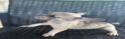 French Bulldog dogs for sale: MJ - Ad 11