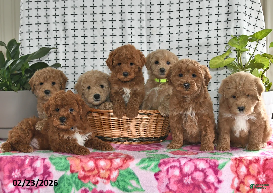 Goldendoodle dogs for sale: Ronella - Ad 3