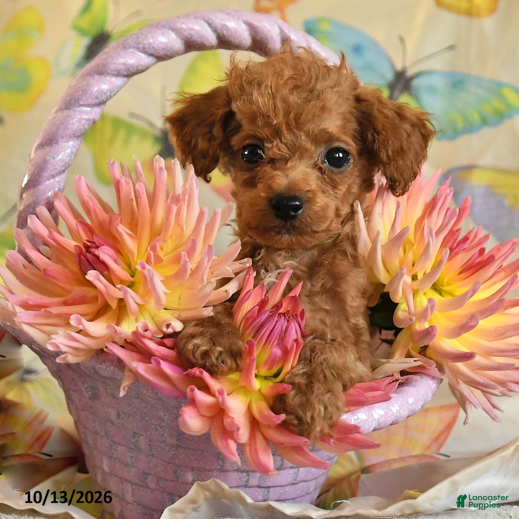 Toy Poodle dogs for sale: Jason - Ad 2