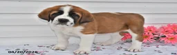 Saint Bernard dogs for sale: Bandit - Ad 3