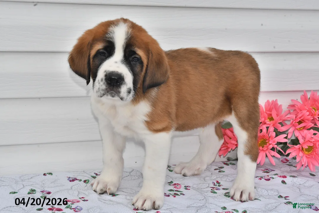 Saint Bernard dogs for sale: Bandit - Ad 3