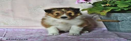 Shetland Sheepdog dogs for sale: Jubilee - Ad 3