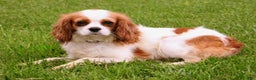 Cavapoo dogs for sale: Tony - Ad 3