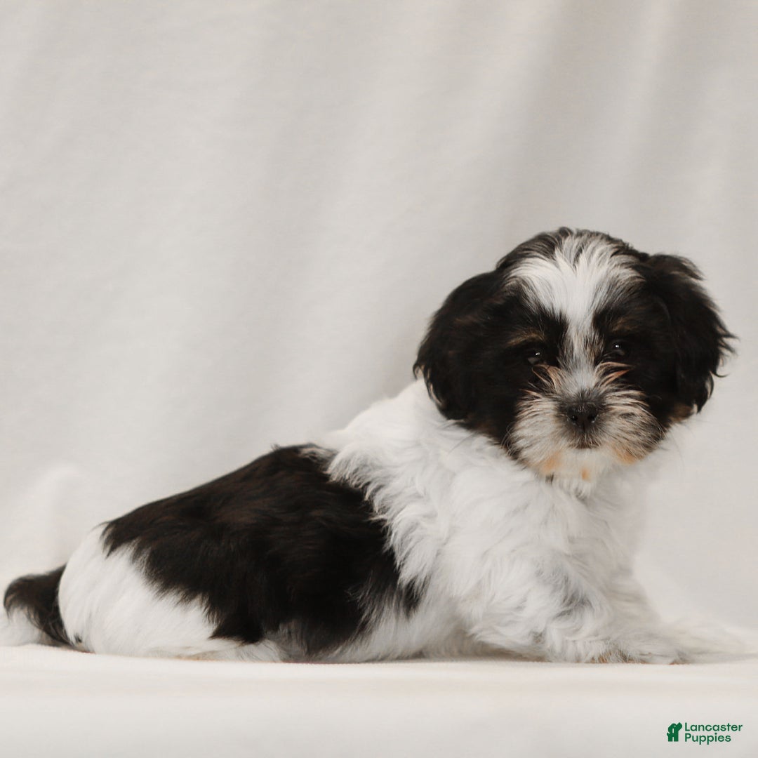 Teddy Bear dogs for sale: Gizmo - Ad 3