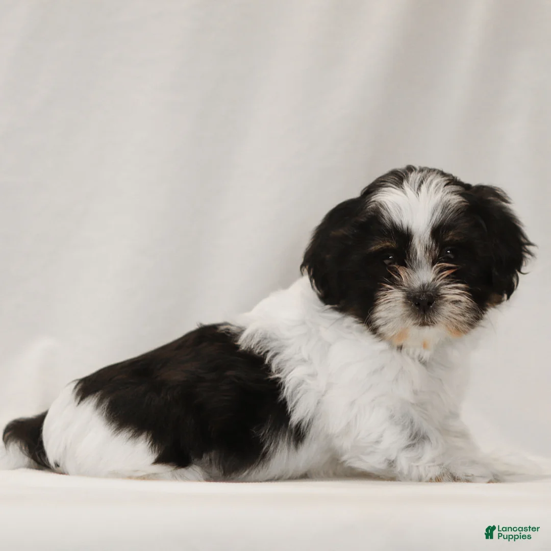 Teddy Bear dogs for sale: Gizmo - Ad 3